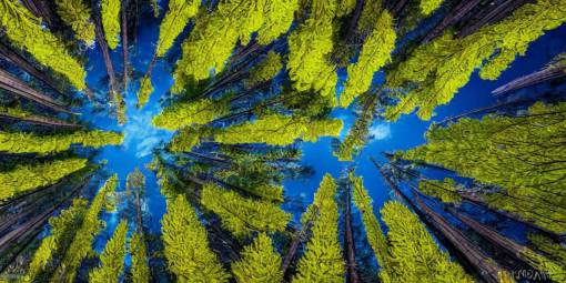 deep in a yellow pine forest, moody, stunning detail, 4k, hd, clean, full of detail, sharp focus, by Makoto Shinkai, thomas kinkade, Karol Bak, XF IQ4, f/1.4, ISO 200, 1/160s, 8K, RAW, unedited, symmetrical balance, in-frame, sharpened