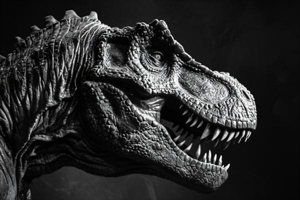 black and white pictures of dinosaurs