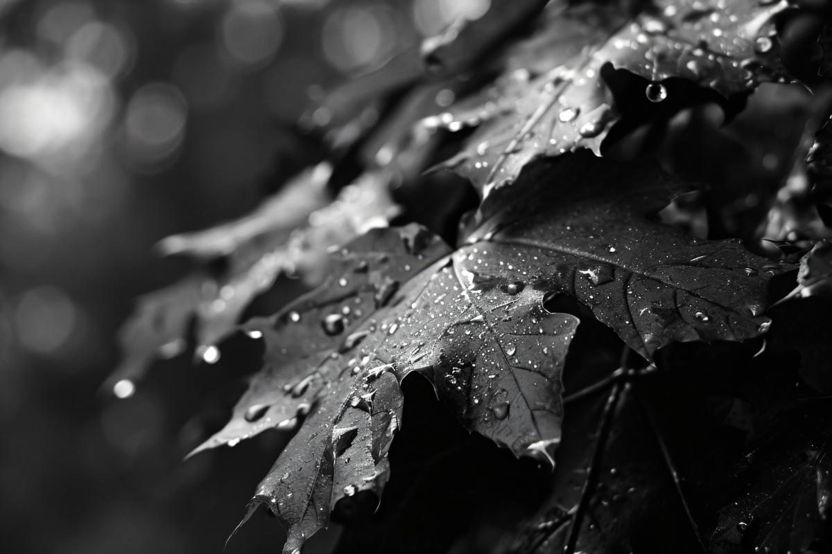 black and white pictures of fall picture