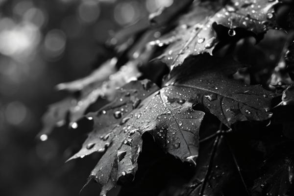 black and white pictures of fall