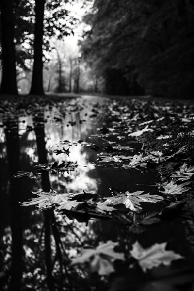 black and white pictures of fall