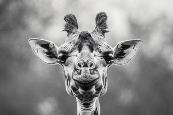 black and white pictures of giraffe