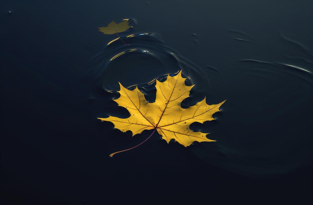 a golden maple leaf floating in water picture