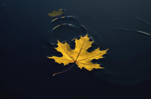 a golden maple leaf floating in water