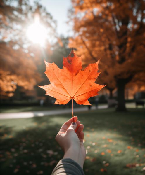 a person holds a red maple leaf in front of a park
