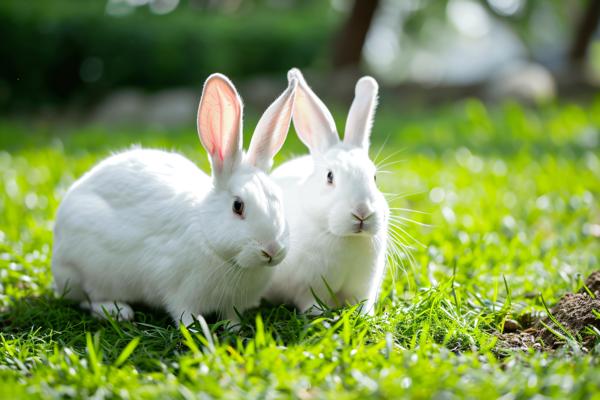 Two white rabbits on the grass