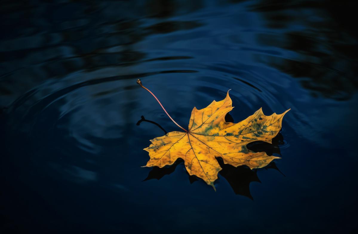 a yellow leaf floating in a pond picture